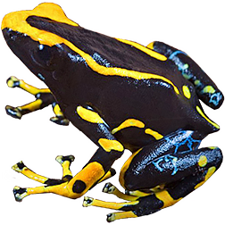 Alanis Dart Frog